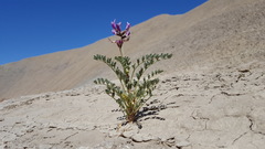 Astragalus crotalariae