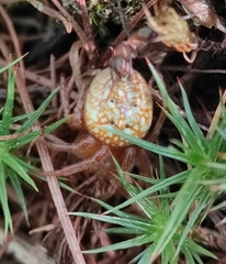 Araneus alsine