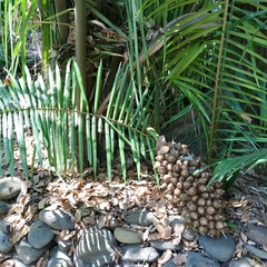 Cocoseae