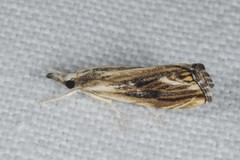 Catoptria verellus