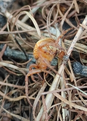 Araneus alsine