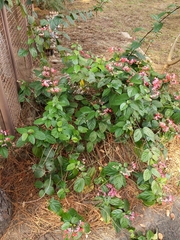 Clerodendrum splendens
