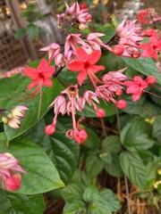 Clerodendrum splendens
