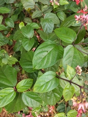 Clerodendrum splendens