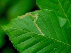 Stigmella hemargyrella