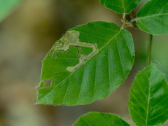 Stigmella hemargyrella