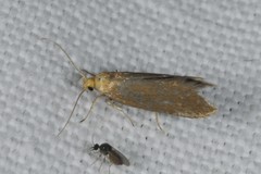 Crassa tinctella