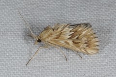 Cynaeda dentalis
