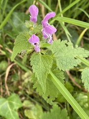 Lamium maculatum