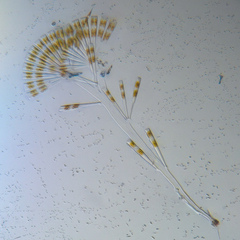 Licmophora flabellata