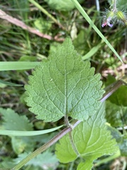 Lamium maculatum