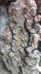 Dendrographa decolorans