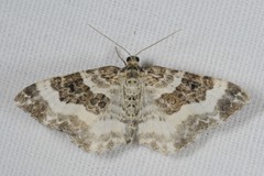 Epirrhoe rivata