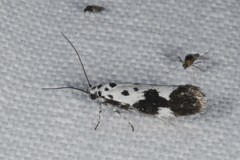 Ethmia quadrillella
