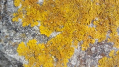 Xanthoria calcicola