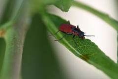 Malachius coccineus