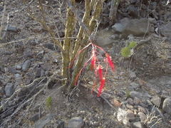 Fouquieria macdougalii