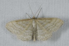 Idaea macilentaria