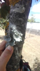 Parmotrema hypoleucinum