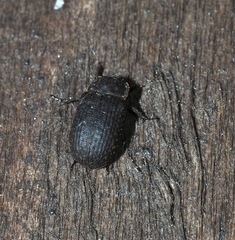 Trox aequalis