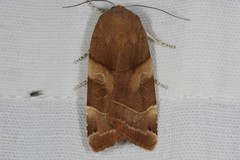 Noctua fimbriata