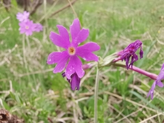 Primula halleri