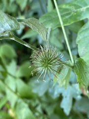 Geum urbanum