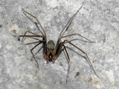 Loxosceles rufescens