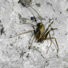 Loxosceles rufescens