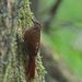 Wedge-billed Woodcreeper - Photo (c) Carmelo López Abad, some rights reserved (CC BY-NC), uploaded by Carmelo López Abad