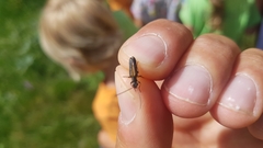 Anogcodes rufiventris