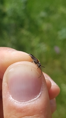 Anogcodes rufiventris