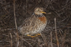 Pedionomus torquatus