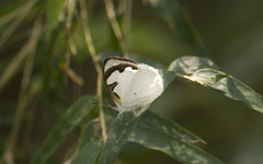 Dynamine myrrhina