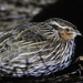 Stubble Quail - Photo (c) Mike Letnic, some rights reserved (CC BY-NC), uploaded by Mike Letnic