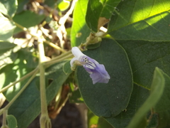 Vitex mollis