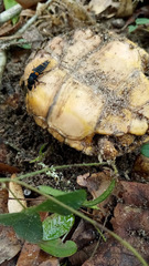 Platydracus fossator