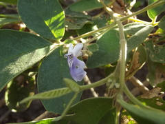 Vitex mollis