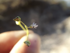 Lobelia cordifolia