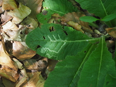 Phytomyza primulae