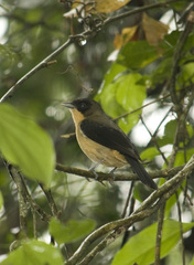 Trichothraupis melanops