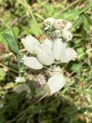Silene vulgaris