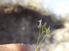 Lobelia cordifolia