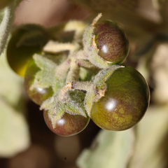 Solanum centrale