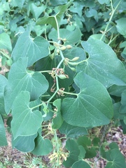 Aristolochia clematitis