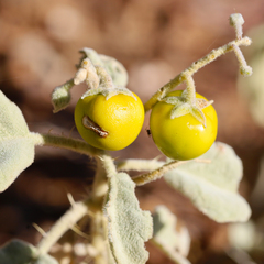 Solanum centrale