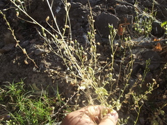 Lobelia cordifolia