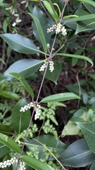Dioscorea benthamii