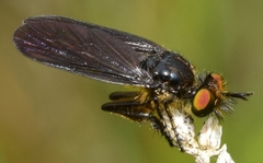 Holopogon chalcogaster