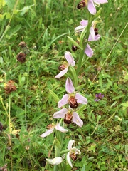 Ophrys apifera